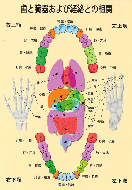 歯と臓器、経絡との関係